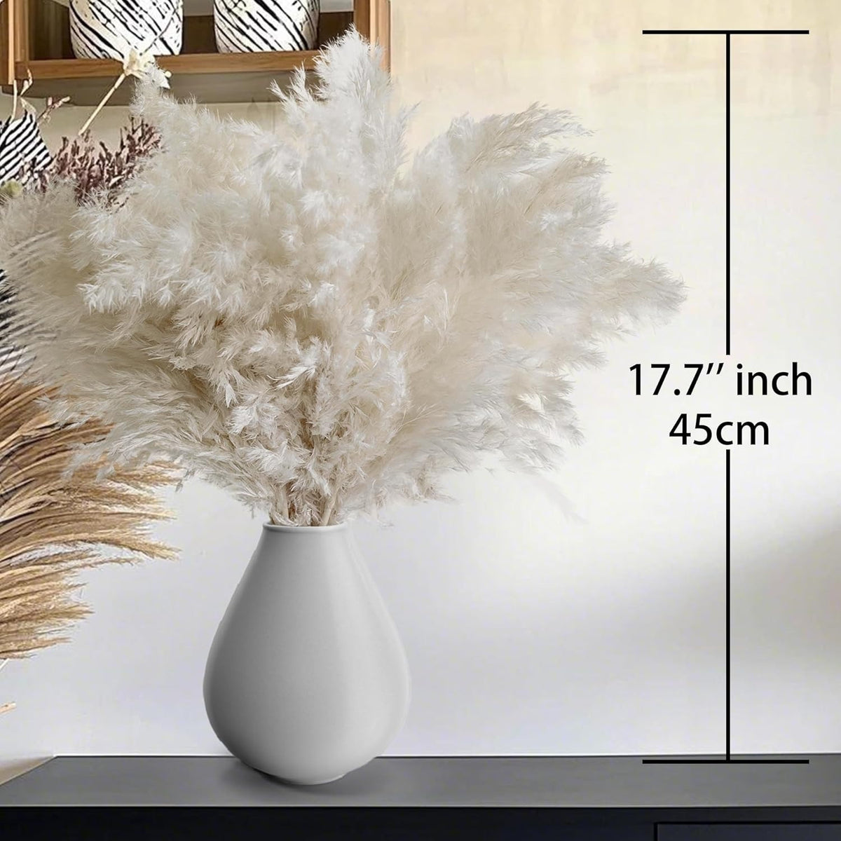 20 Large White Pampas Grass