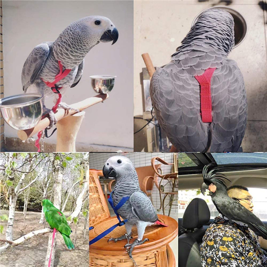 Perroquet volant avec corde volante et harnais d'oiseau