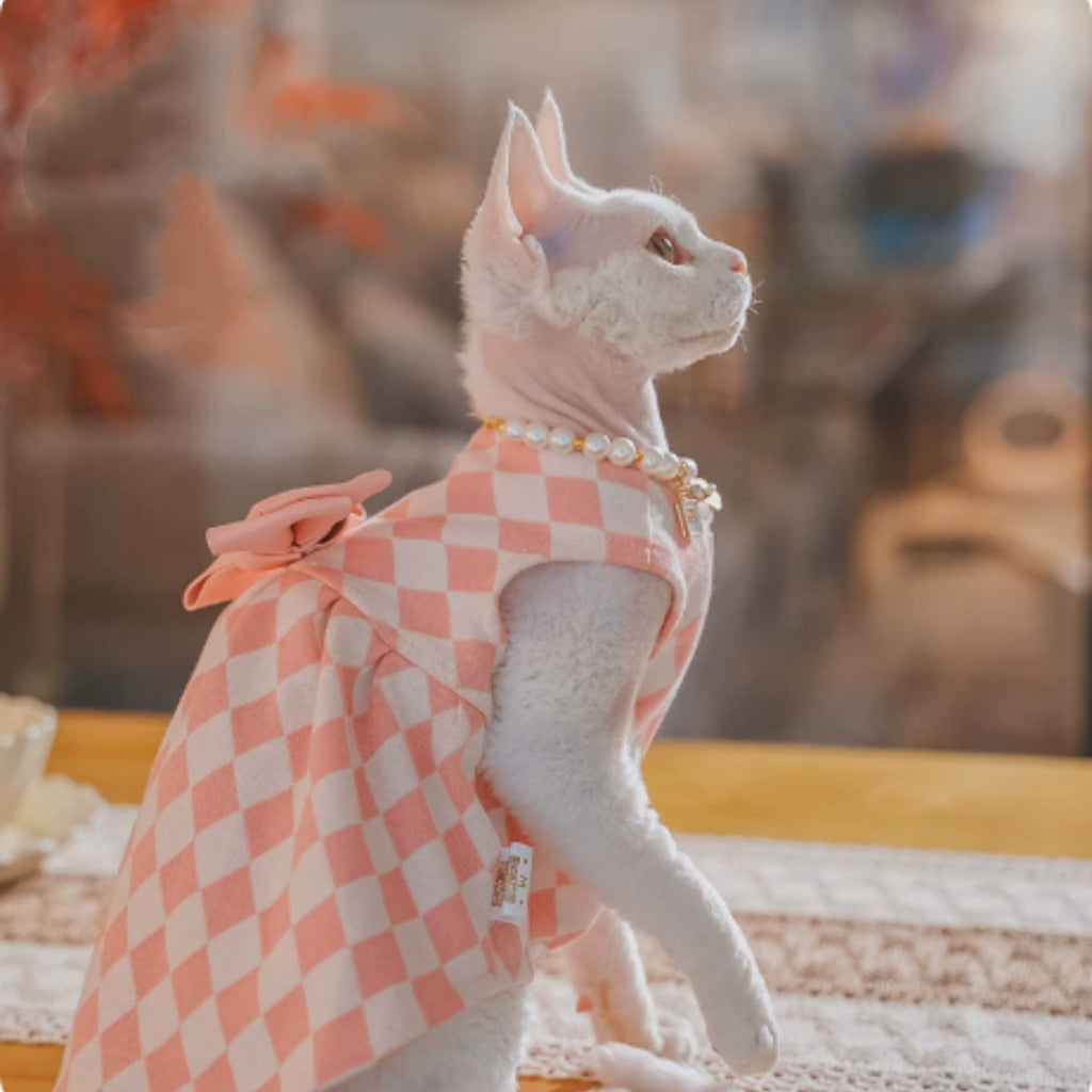 Sans cheveux Cat Devon Cat Kitten Vêtements British Style Robe