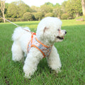 Pet Harness LeashVest style pour l'extérieur