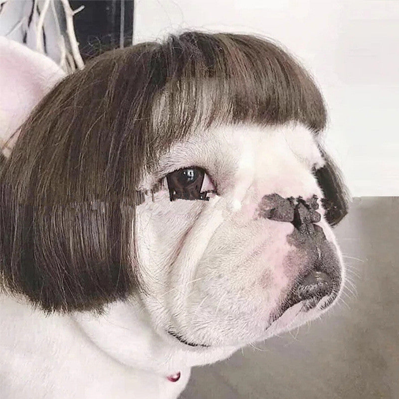 Chien de chien Afro Head Bangs Pigtail