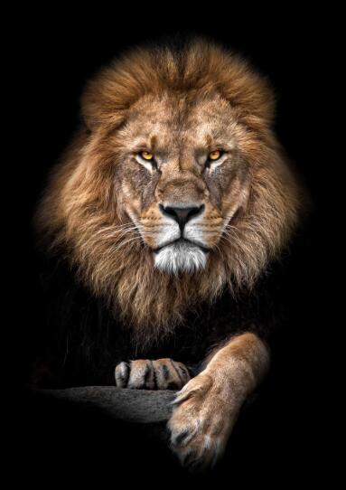 Affiches d'animaux de toile et impression de décoration murale