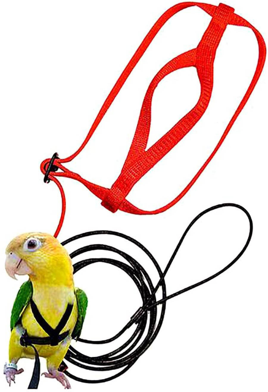 Perroquet volant avec corde volante et harnais d'oiseau