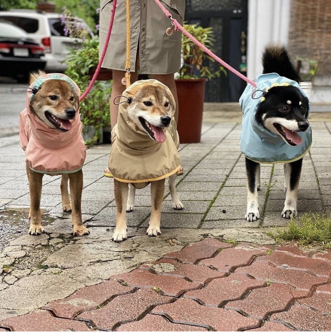 Les imperméables pour chien pour grand ne pas affecter la sécurité de marche