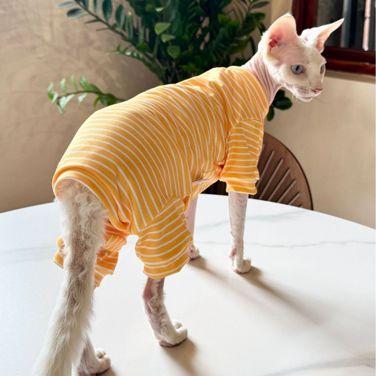 Sphynx Cat été mince respirant rayé quatre vêtements de chemise à pattes pour les chats sans cheveux
