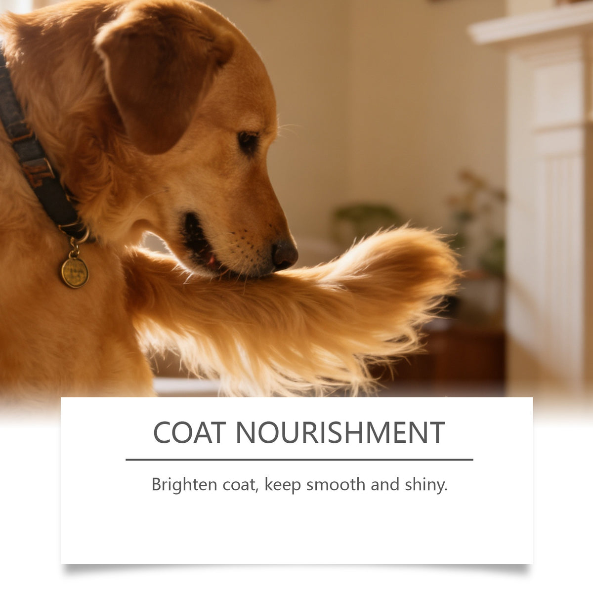 Kriath Mushroom Comprimés à croquer pour chiens - Formule légère pour les soins quotidiens et le Ba nutritionnel