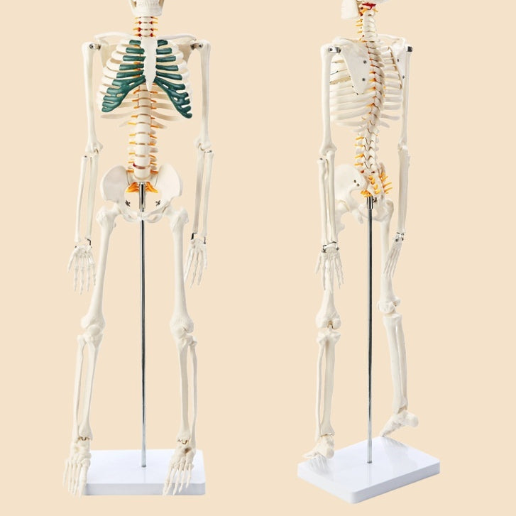 Modèle d'enseignement de la biologie du squelette humain en plastique
