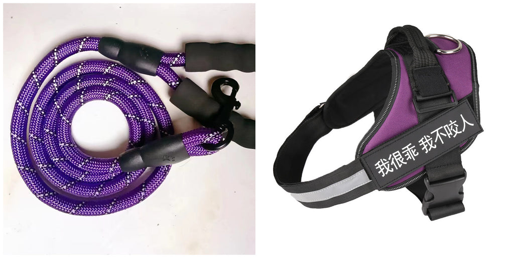 Set de ceinture de poitrine en laisse d'animal de mode simple