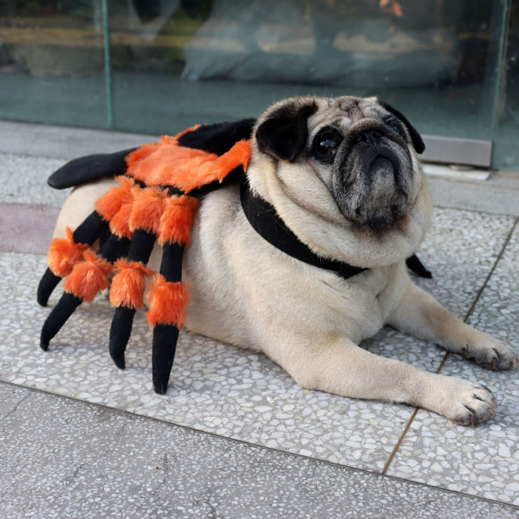 Vêtements pour animaux de compagnie