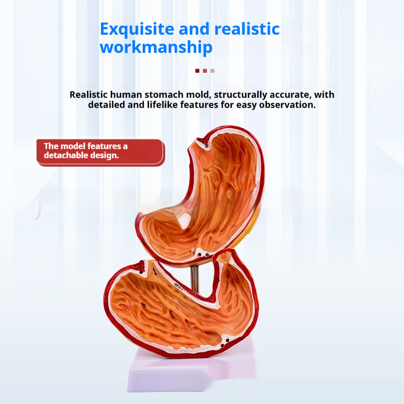 Modèle du système digestif humain Section coronale gastrique Anatomie anorectale Enseignement médical Ai