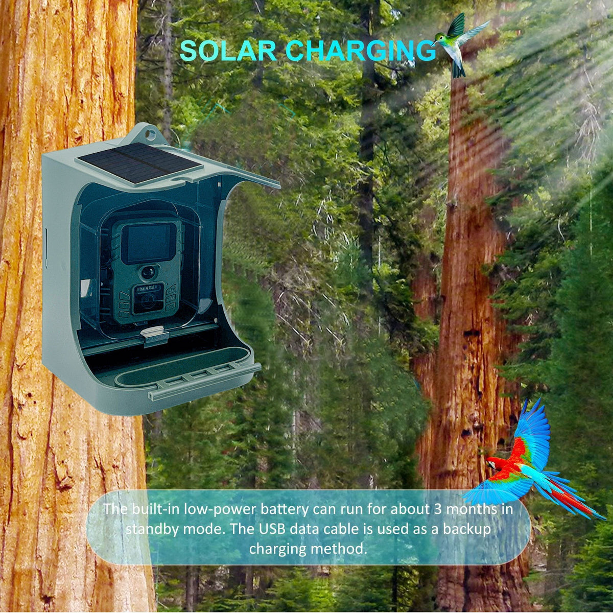 Bird Feeder Caméra infrarouge Bird Watching Wireless Outdoor Automatic