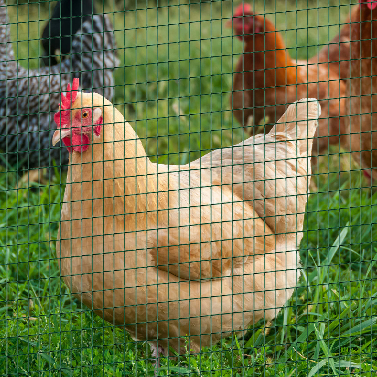 PVC enduit d'acier Poulet Lapin Mesh Fencing Wire Garden Frontière de clôture galvanisée