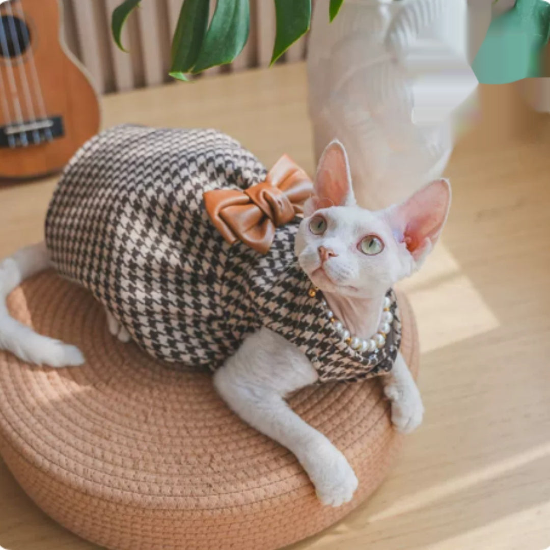 Robe sans cheveux Cat Devon Cat Kitten