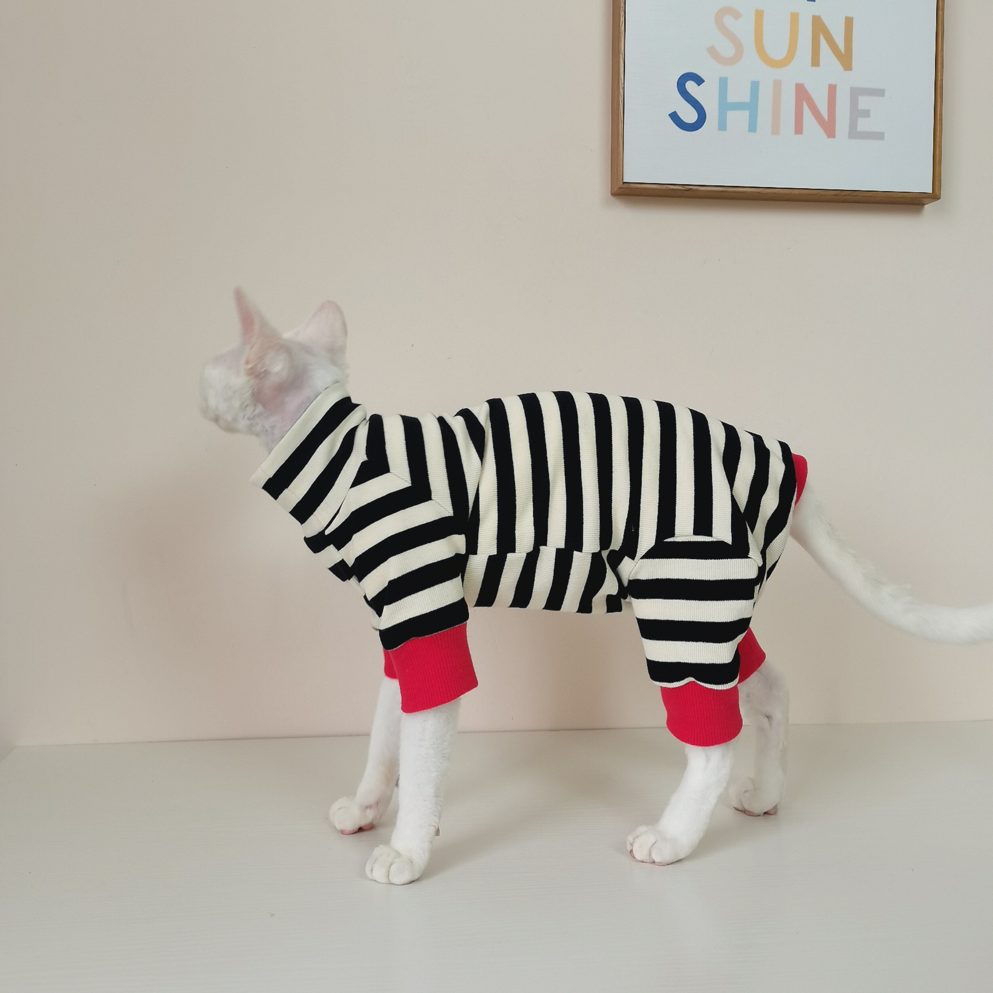 Vêtements pour chats à quatre pattes, sans fourrure