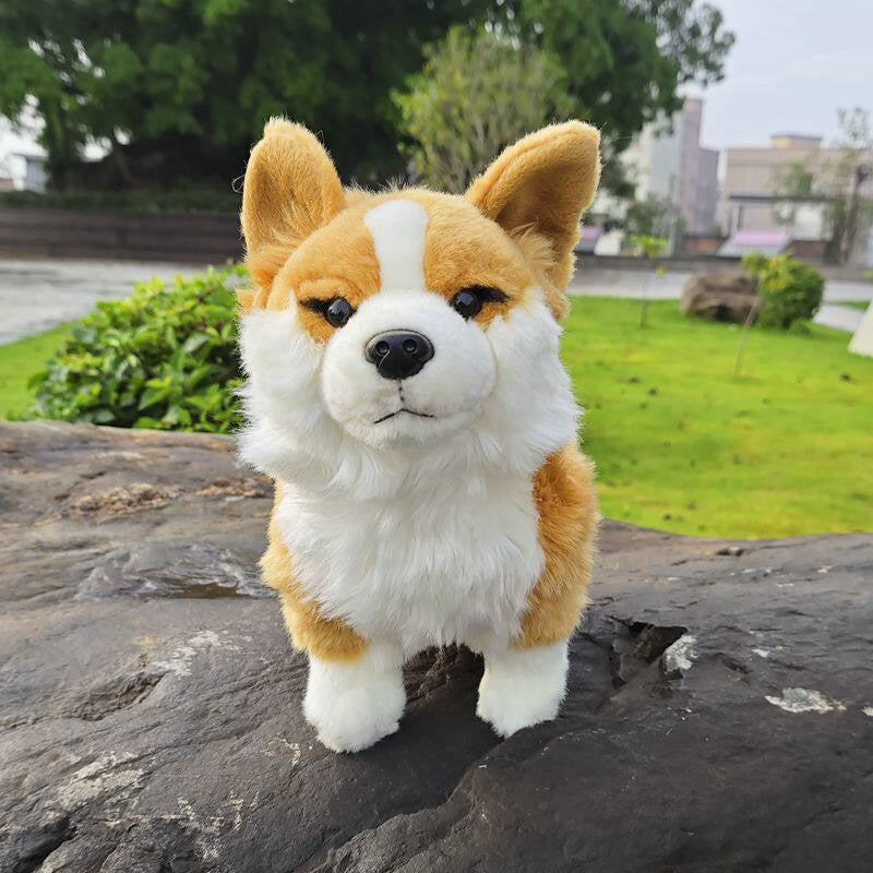 Mignon chien gallois à pattes courtes avec jouets en peluche