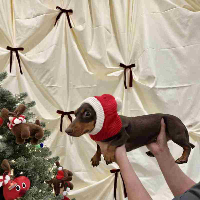 Chapeau Dachshund pour robe de Noël