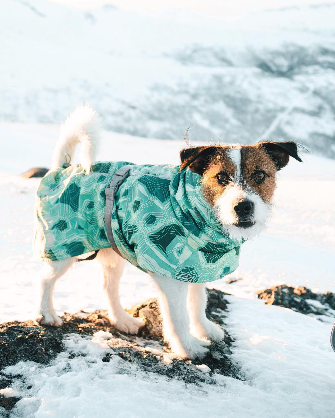 Veste en Coton Grand Chien imperméable à la neige chaude en automne et hiver