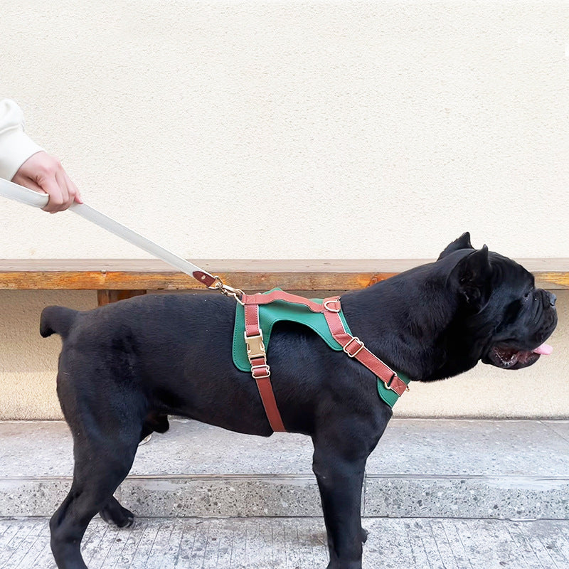 Harnais et laisse en cuir de luxe pour chien