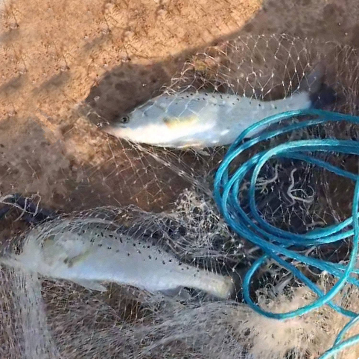 1Pc 2 Size Options 6FT 8FT Fishing Radius Net Cast For Fathers Day Gift Easy Throw Trap Tail