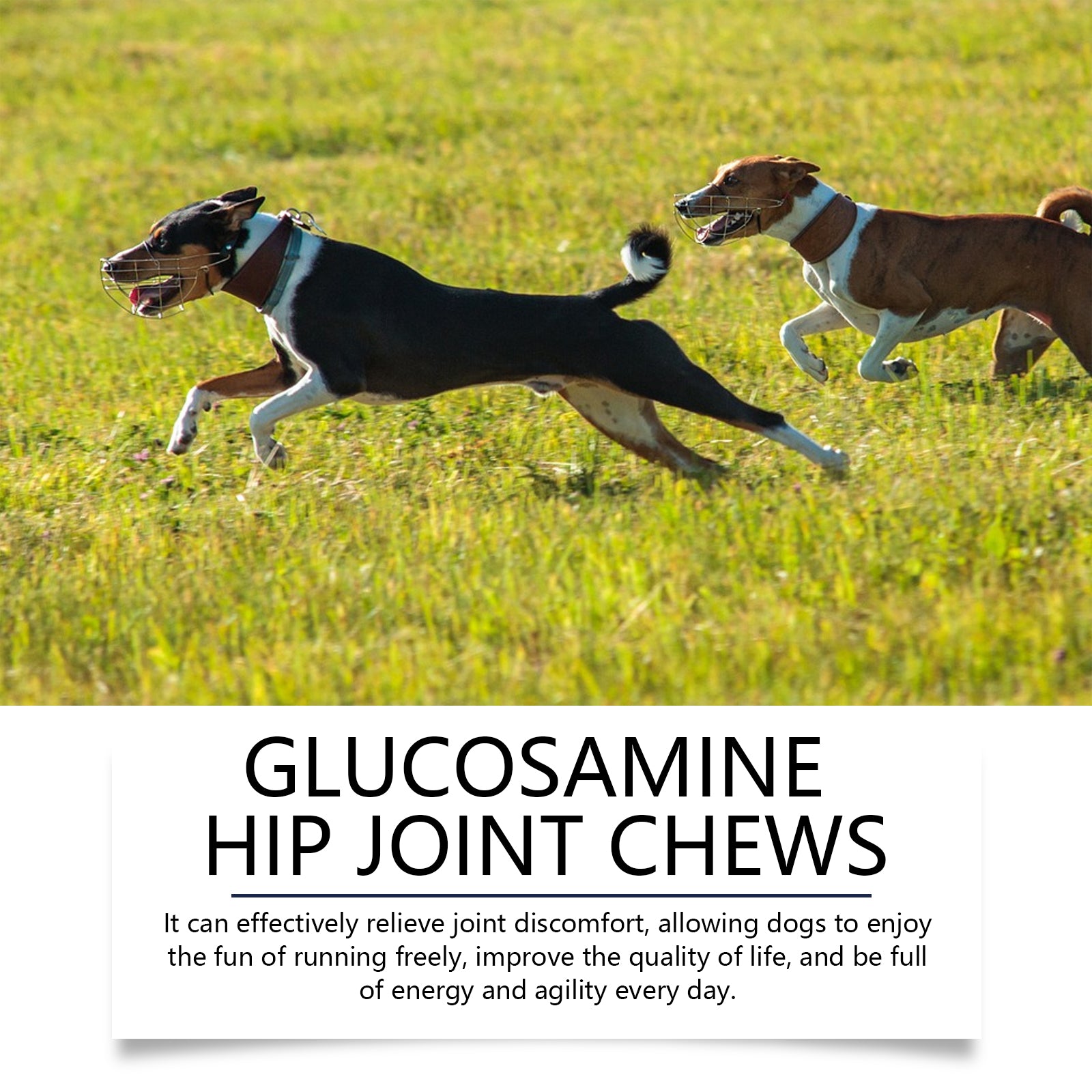 Chien Glucosamine Hip Mâches articulaires