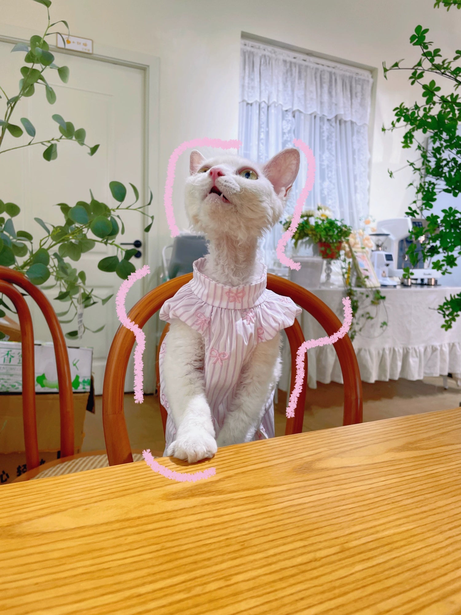 Vêtements de chat sans cheveux Robe de Bowknot brodée d'été