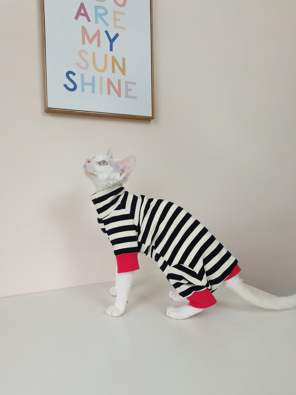 Vêtements pour chats à quatre pattes, sans fourrure