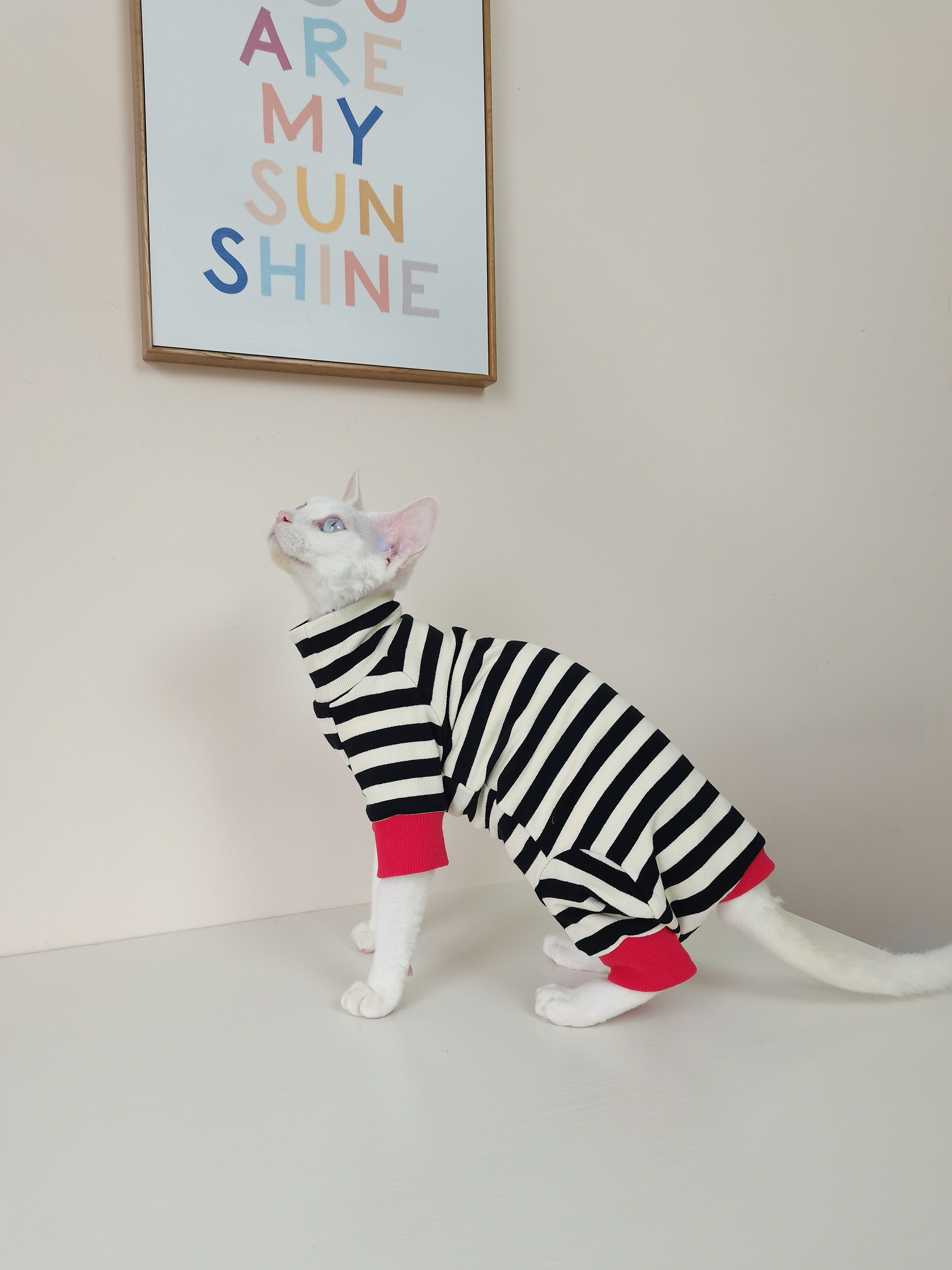 Vêtements pour chats à quatre pattes, sans fourrure