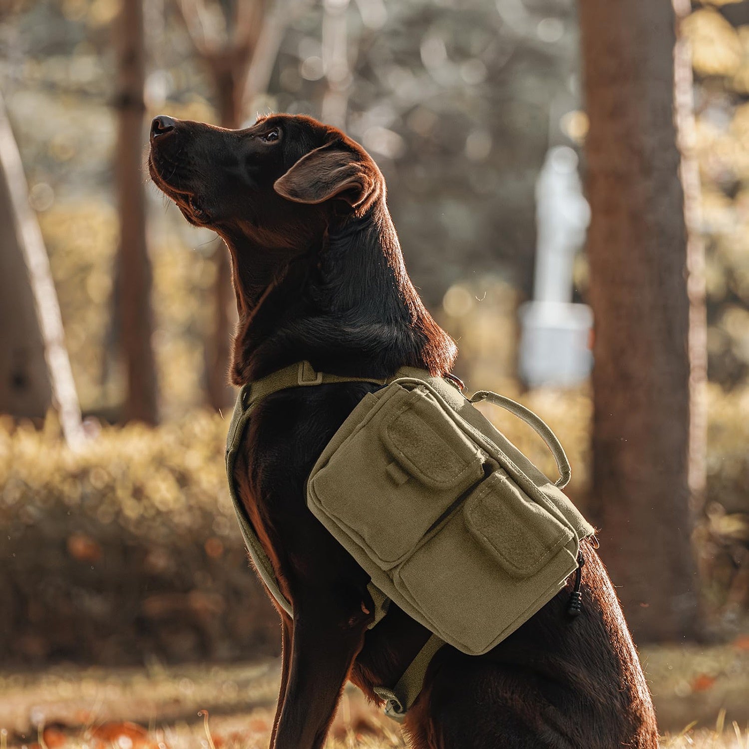 Sac à dos de randonnée adapté pour les chiens moyens à grands comme un porte-animaux de plein air