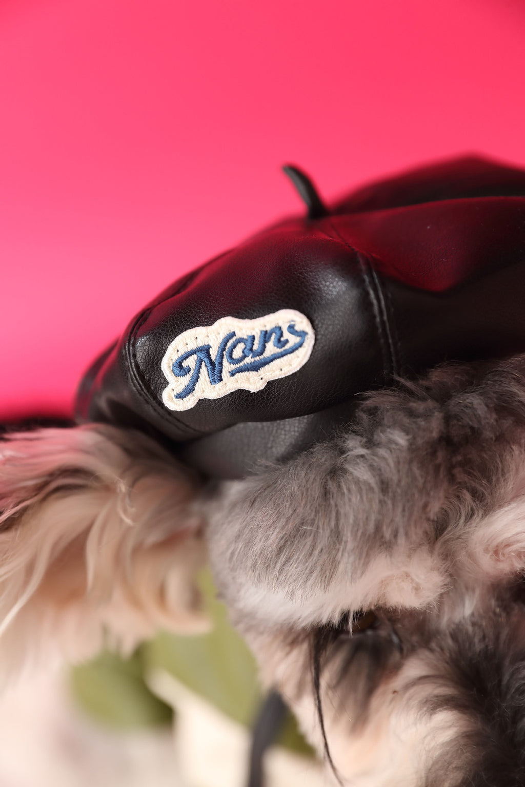Accessoires pour chiens Chapeau de citrouille en forme de concave photo