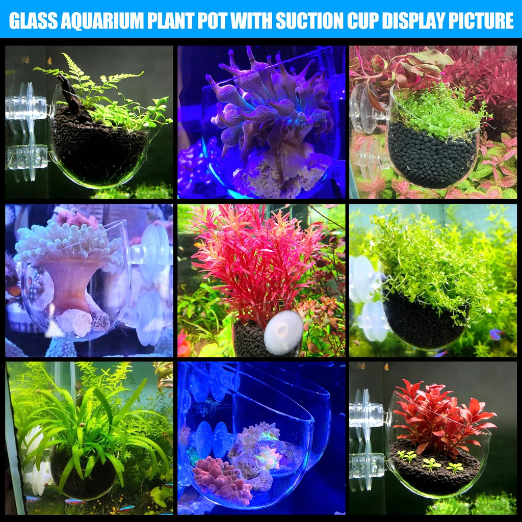 Pot en verre Aquarium pour la décoration