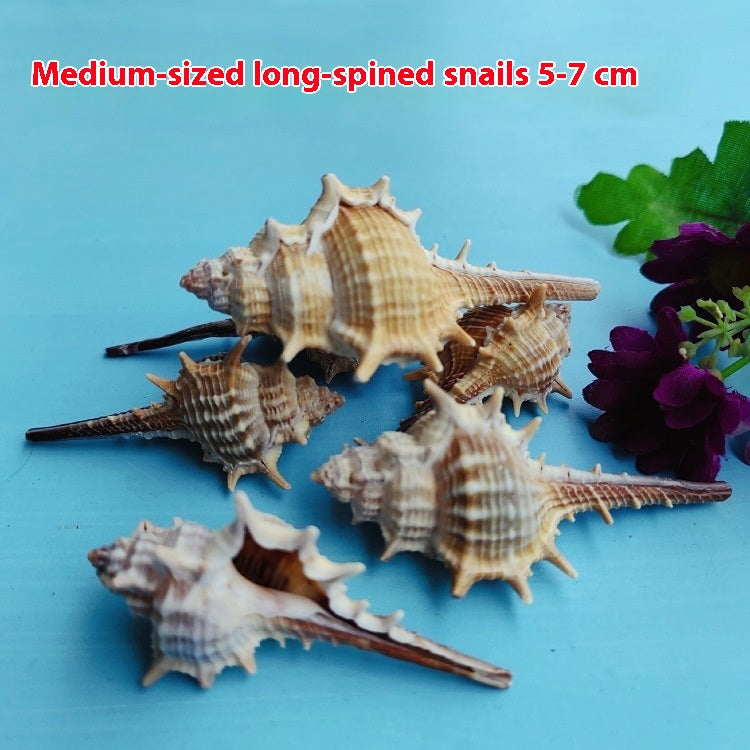 Conch Conch de coquille naturelle 5-9cm Accueil Réservoir de poisson Micro décoration de paysage