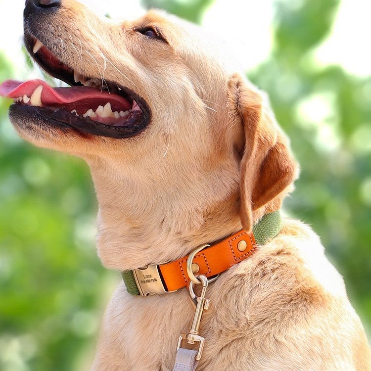 Rope de traction du collier de petit chien