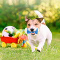 Jouet interactif pour chien pour chien agressif