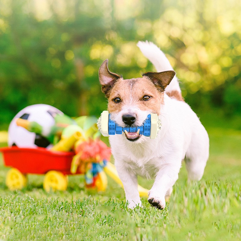 Jouet interactif pour chien pour chien agressif