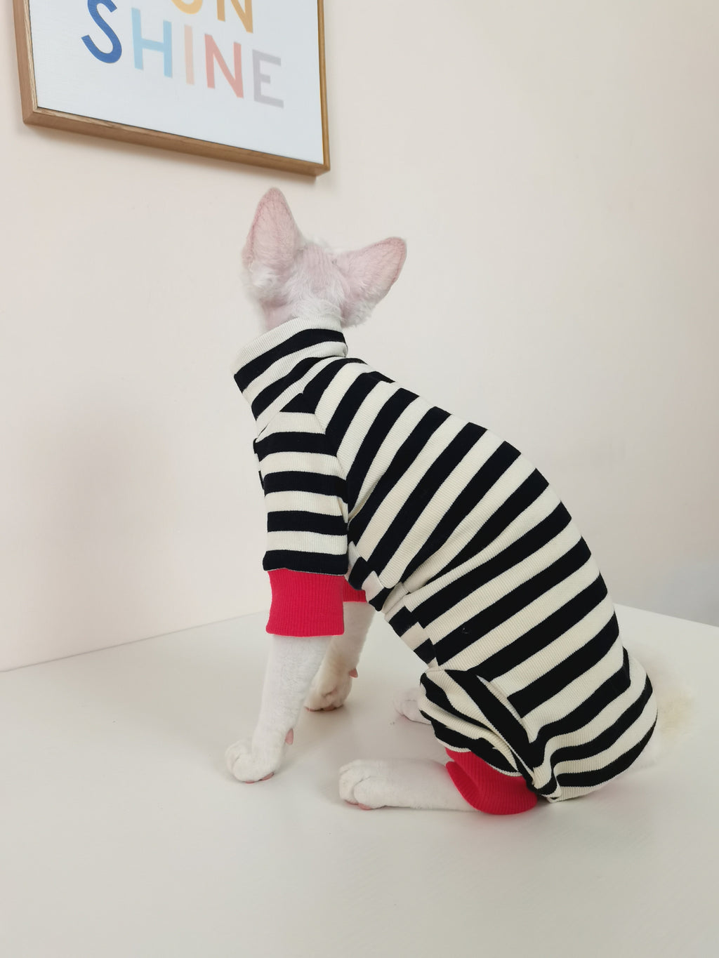 Vêtements pour chats à quatre pattes, sans fourrure