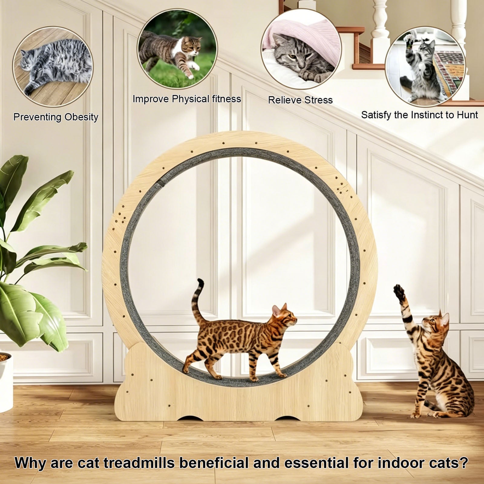 Roue de chat, Grand tapis de chat pour les animaux domestiques, Cats Exercise Roue avec Detachabl