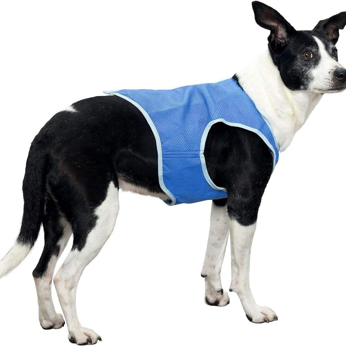 Veste de refroidissement d'été pour chien absorbant la sueur