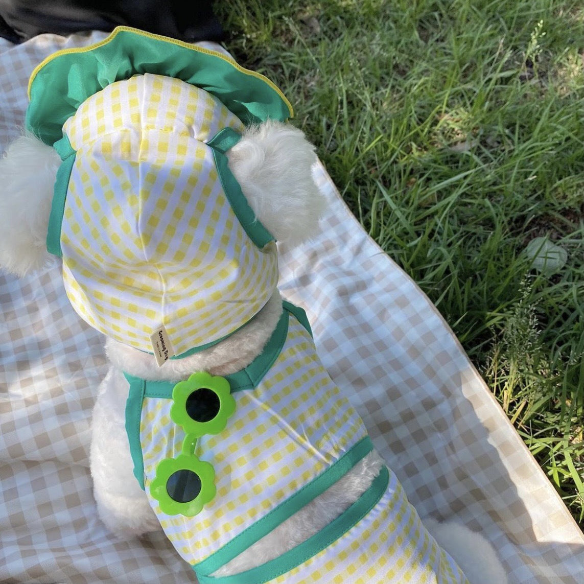 Lunettes de soleil pour animaux de compagnie