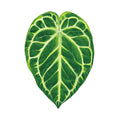 Magic plants tropical plants Creative Greenery Refrigerator Magnets