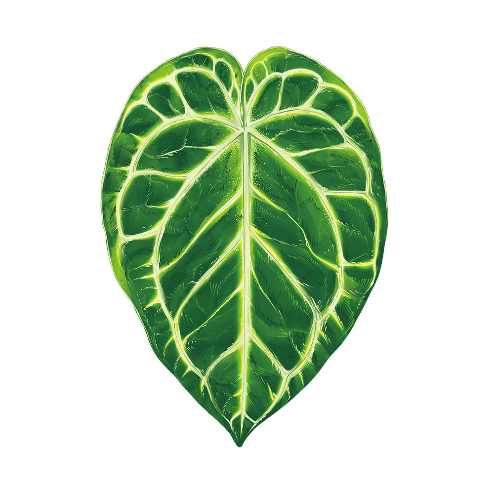 Magic plants tropical plants Creative Greenery Refrigerator Magnets