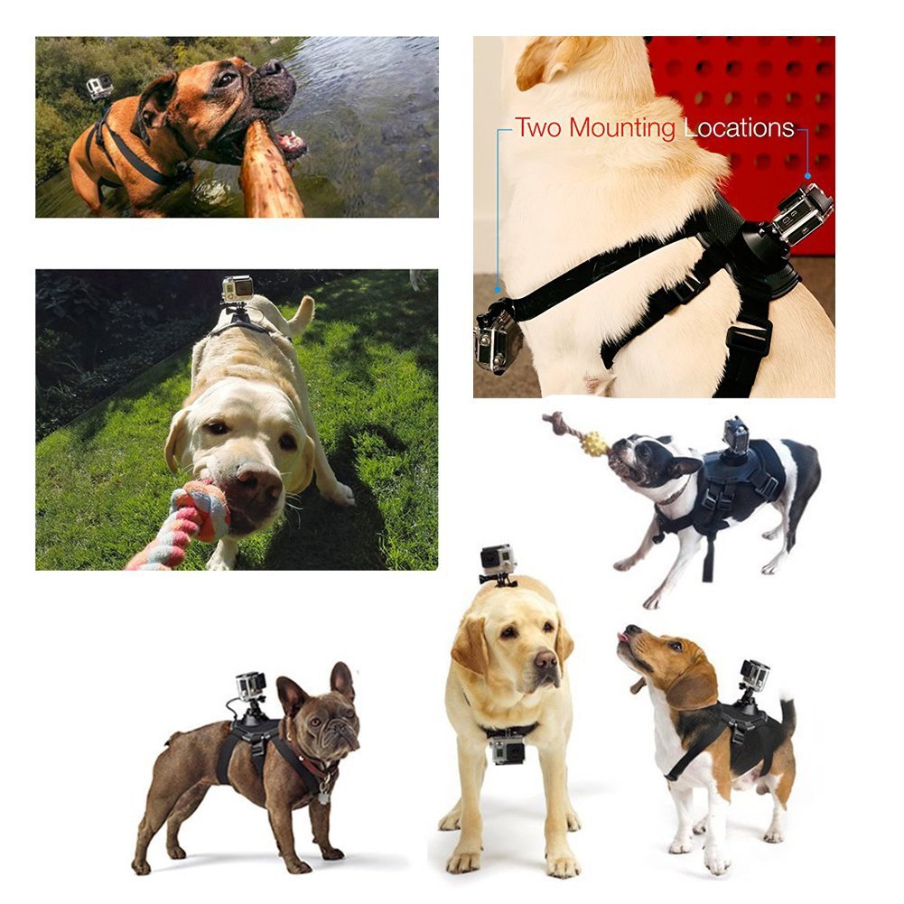 Harnais de chien Strap caméra accessoire pour dualuse dos sur poitrine
