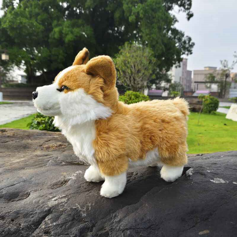 Mignon chien gallois à pattes courtes avec jouets en peluche