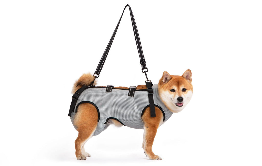 Clothing for senior dogs
