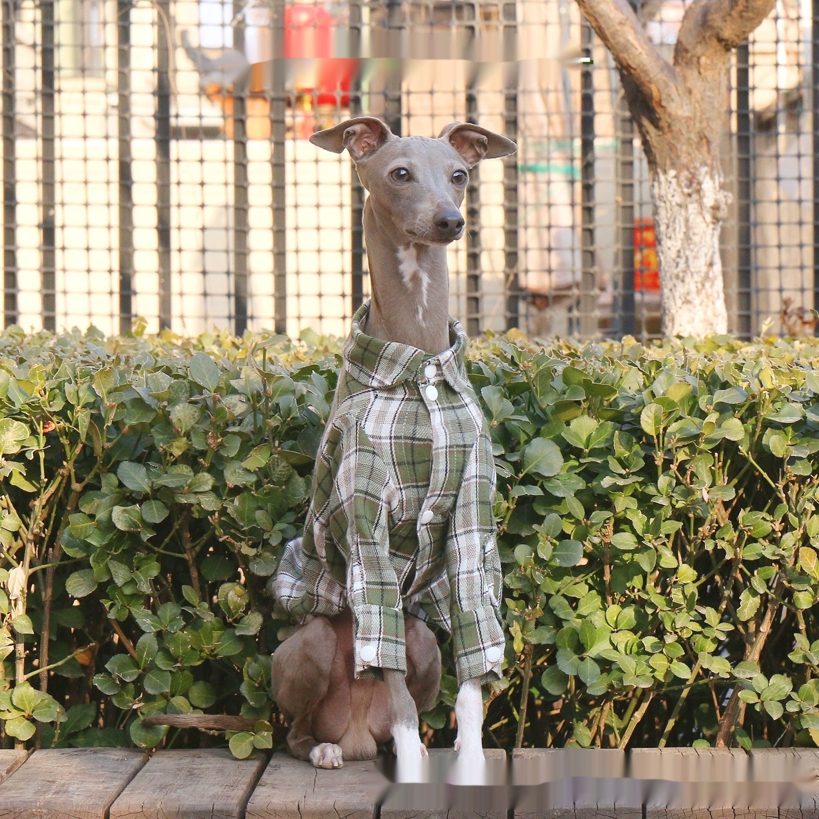 Printemps d'arrivée Plaid chien mode pour les animaux de compagnie