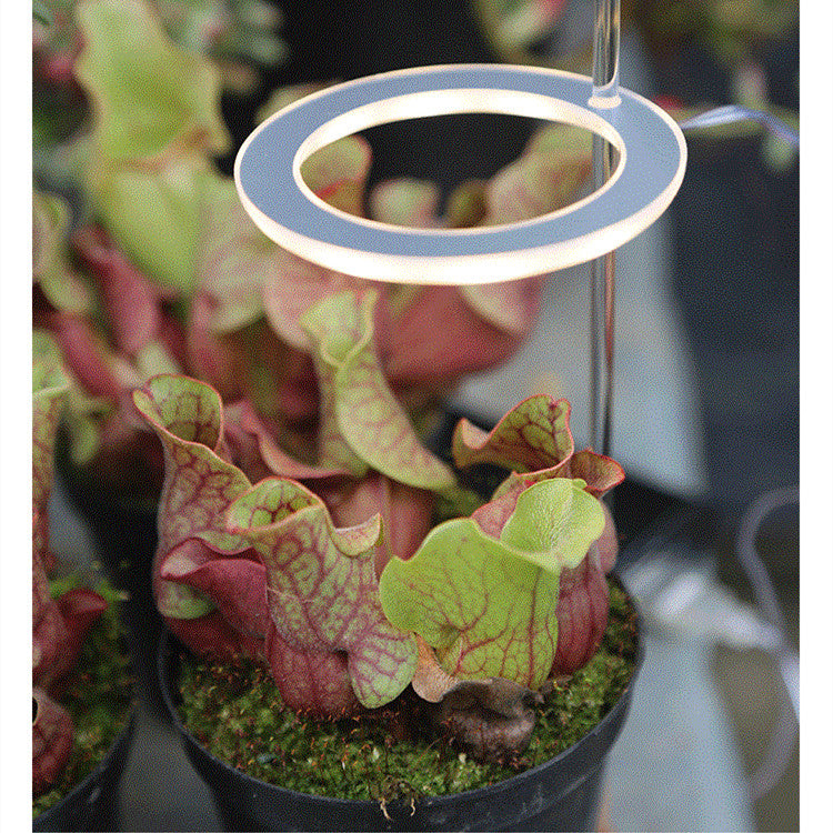 Full-spectrum LED imitant soleil coloration plante lampe de remplissage succulente