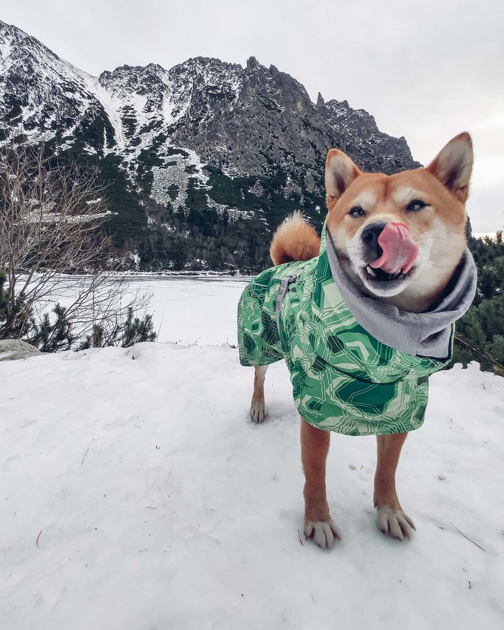 Veste en Coton Grand Chien imperméable à la neige chaude en automne et hiver