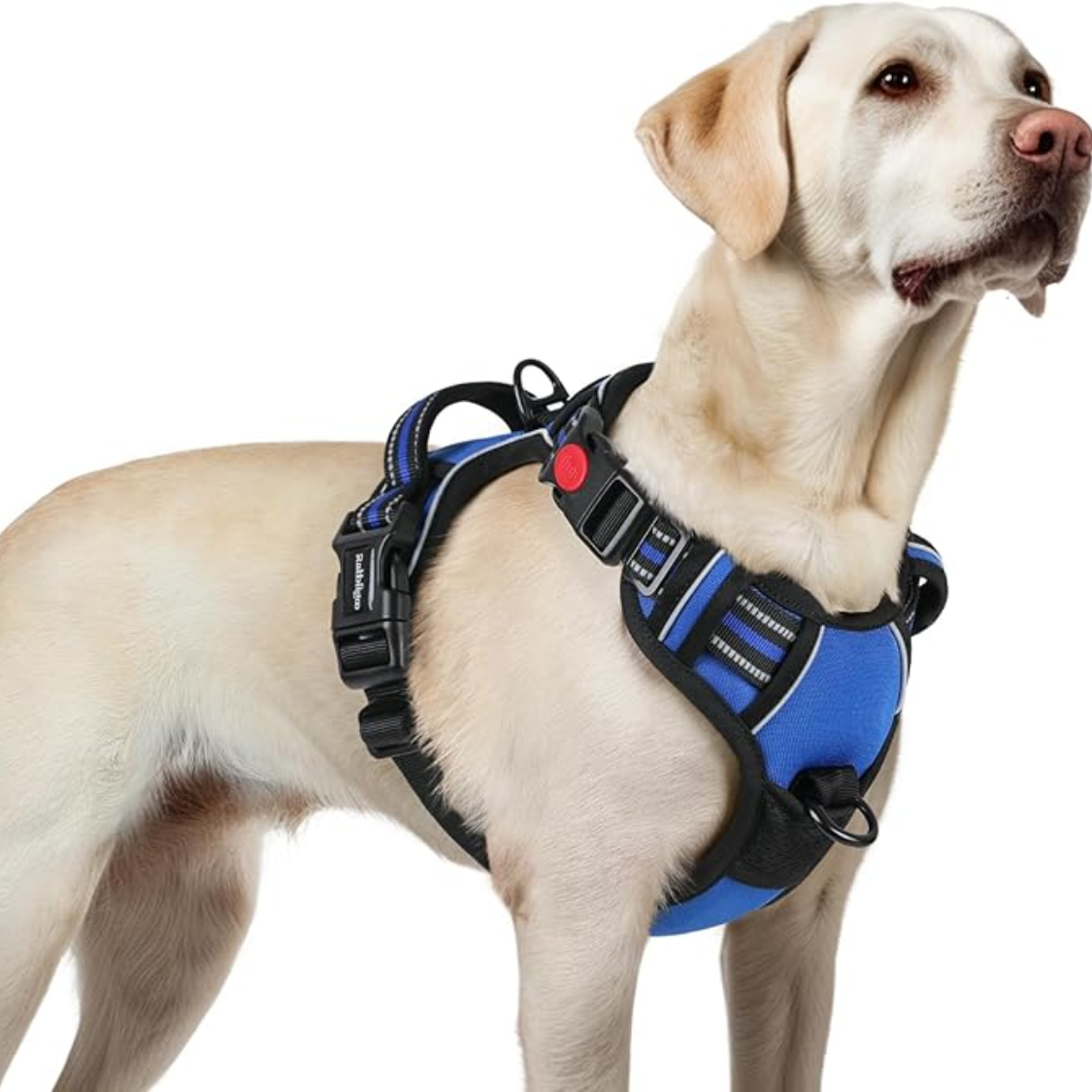 Harnais pour chien pour grand