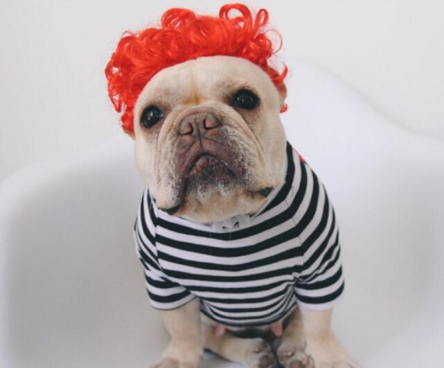 Créative Pet simple Funny Wig Headgear