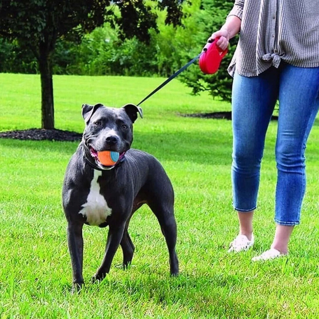 Scooby-Doo Squeaky durable Set de 8 boules de chien pour le nettoyage des dents Interactive UK