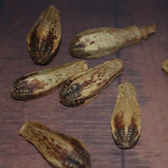 Carambola Noyau d'oiseaux Jouet d'oiseaux Fruits séchés comestibles